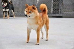 了解柴犬的起源:探索日本国宝级品种的魅力