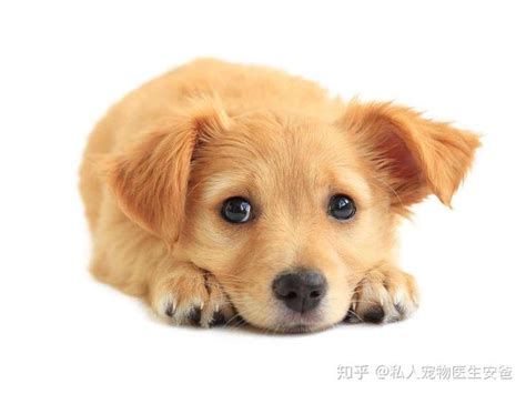 狗狗拉稀是生病了吗-图1