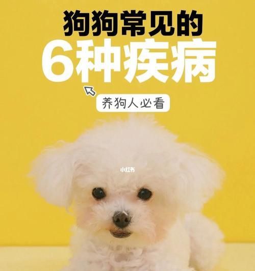 宠物狗狗生病常见异常症状（了解狗狗生病的表现，提前预防和治疗）