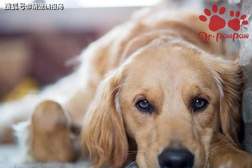 小狗生病不进食怎么办?是否可自愈?