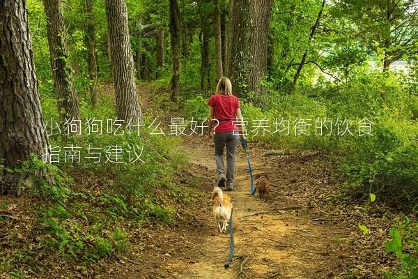 小狗狗吃什么最好？营养均衡的饮食指南与建议