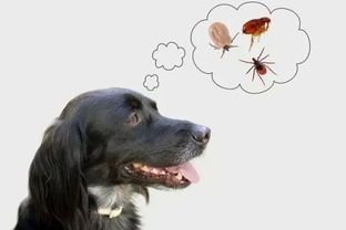 狗狗拉血真相揭秘，宠物健康护理指南