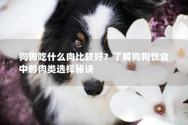 狗狗吃什么肉比较好？了解狗狗饮食中的肉类选择秘诀