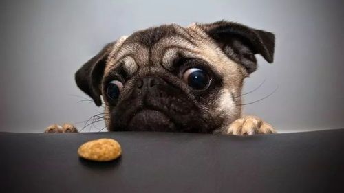 我家宠物可以经常吃哪些肉食呢?