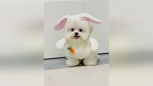 我家宠物可以经常吃哪些肉食呢?