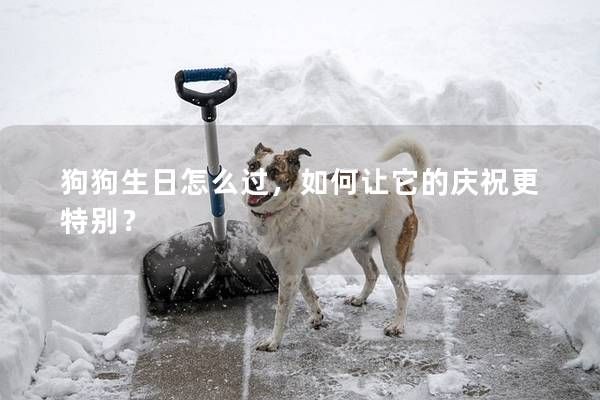 狗狗生日怎么过，如何让它的庆祝更特别？