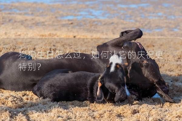狗狗生日怎么过，如何让它的庆祝更特别？