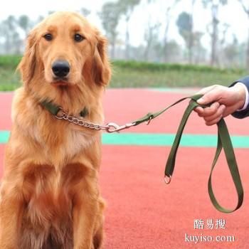 无棣家庭伴侣犬 宠物犬行为纠正 孙亮训练学校