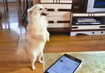 无棣家庭伴侣犬 宠物犬行为纠正 孙亮训练学校
