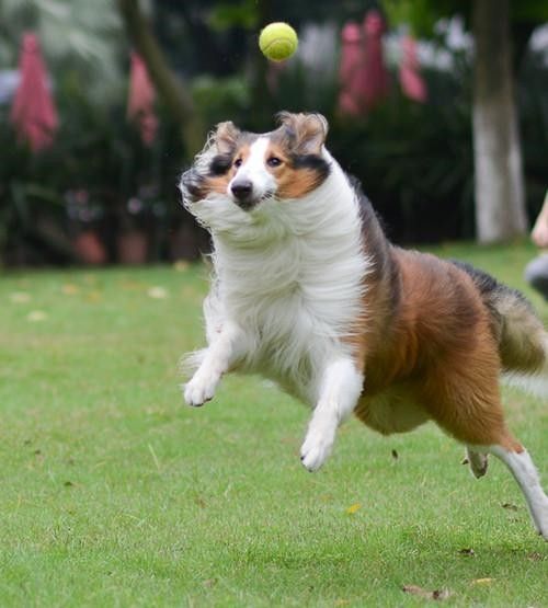 上海虹口宠物犬行为纠正 工作犬训练基地 欢迎来电