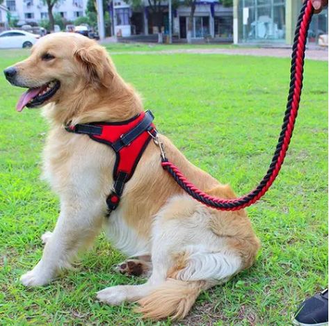 上海虹口宠物犬行为纠正 工作犬训练基地 欢迎来电
