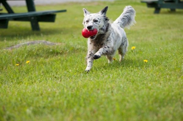 上海虹口宠物犬行为纠正 工作犬训练基地 欢迎来电