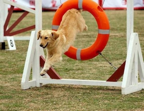 上海嘉定宠物犬行为纠正 工作犬训练基地 欢迎来电