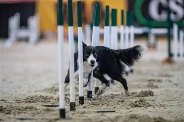 上海嘉定宠物犬行为纠正 工作犬训练基地 欢迎来电