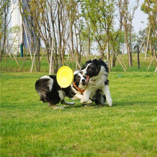 上海嘉定宠物犬行为纠正 工作犬训练基地 欢迎来电