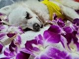 崇明区宠物火化价格-上海宠物无害化处理接收点