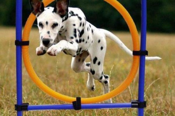 上海嘉定宠物犬行为纠正 工作犬训练基地 欢迎来电