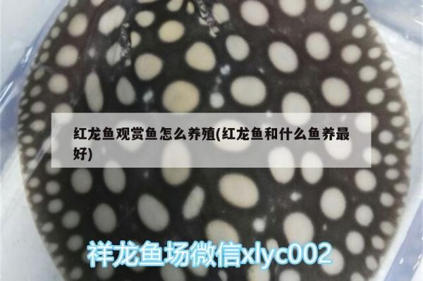 红龙鱼观赏鱼怎么养殖(红龙鱼和什么鱼养最好)（关于红龙鱼的饲养方法） 观赏鱼论坛