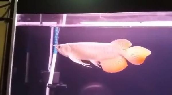 大湖红龙鱼好吗能吃吗视频（大湖红龙鱼养殖技术） 观赏鱼论坛 第3张