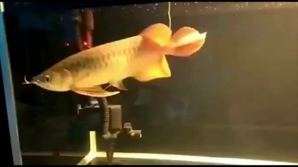 大湖红龙鱼好吗能吃吗视频（大湖红龙鱼养殖技术） 观赏鱼论坛 第1张