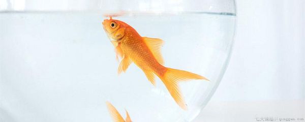 新手怎么养鱼