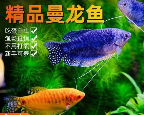 淡水观赏鱼的养殖与养护（发掘淡水养鱼的乐趣，打造独特观赏空间）