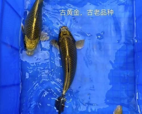 淡水观赏鱼的养殖与养护（发掘淡水养鱼的乐趣，打造独特观赏空间）