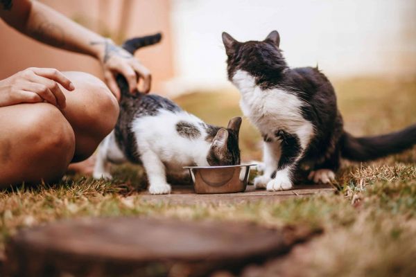 小猫吃东西