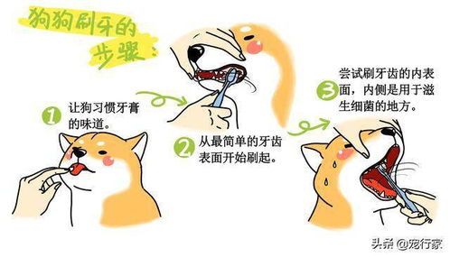 宠物牙结石,预防护理是关键。