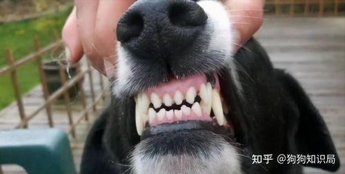 宠物口腔护理,告别牙黑口臭