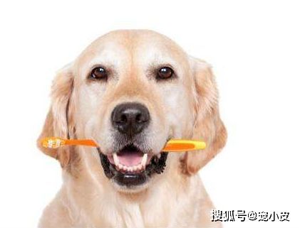 宠物口腔护理,清新呼吸每一天