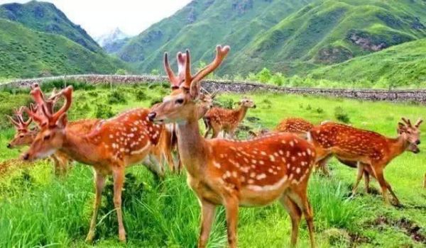 重磅！2018首届萌宠观赏领养节空降唐山 门票免费领！萌宠带回家