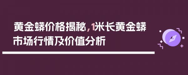 黄金蟒价格揭秘，1米长黄金蟒市场行情及价值分析
