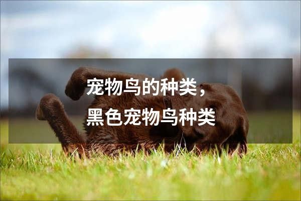 宠物鸟的种类，黑色宠物鸟种类
