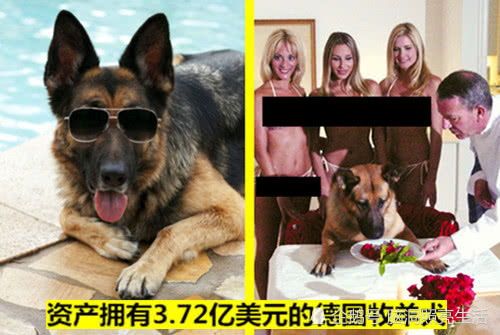 狗狗的8大美食,鲜为人知!