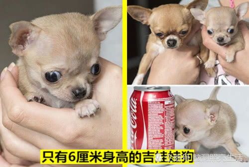 狗狗的8大美食,鲜为人知!