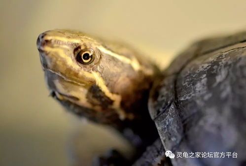 养龟风险大,宠物选择需谨慎。