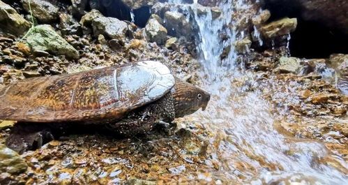 宠物水龟养护指南？如何正确喂养、清洁和照顾宠物水龟