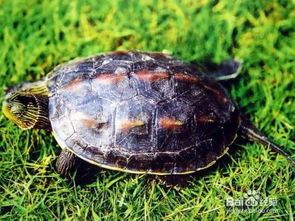 宠物养护攻略:小龟龟饲养技巧全解析