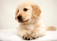 如何为金毛成犬自制狗粮