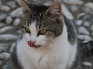 【美食攻略】自制猫咪的胡萝卜鸡肉菜饭