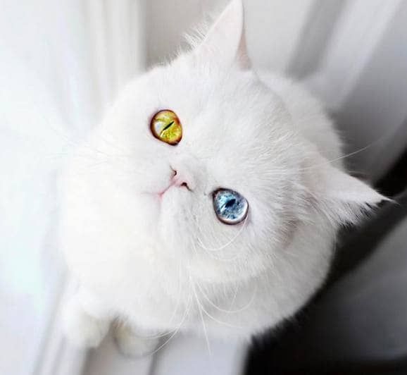 宠物猪胆小是什么原因