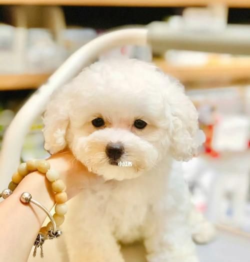 比熊犬饲养全攻略（宠物之选，从比熊犬开始/完美饲养，让比熊犬成为你的家庭成员）