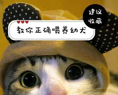 狗狗饲养照顾全攻略（让你轻松掌握技巧！）