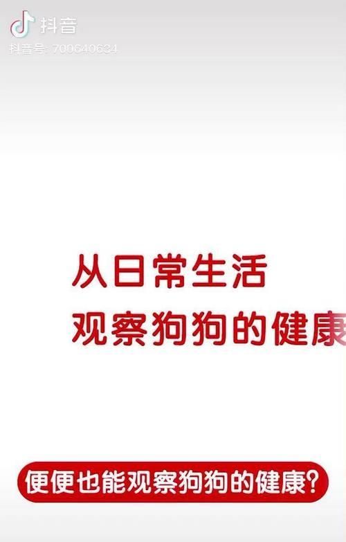 狗狗饲养照顾全攻略（让你轻松掌握技巧！）