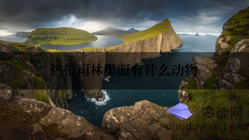 热带雨林里面有什么动物