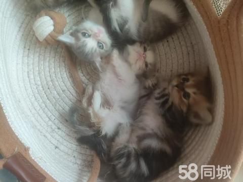 西双版纳宠物赠送/领养·自家生的矮脚猫咪 已驱虫