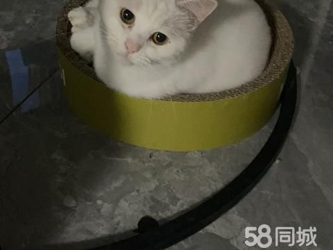 西双版纳宠物赠送/领养·宠物猫送人，2只
