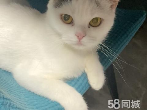 西双版纳宠物赠送/领养·养了5年的猫咪，生了宝宝不能养了，有没有要领养的，猫咪很听得yg