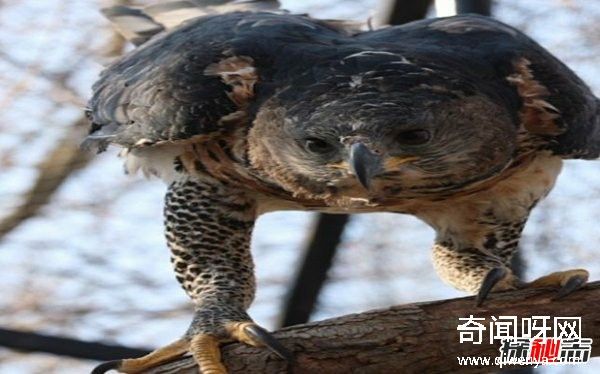 热带雨林有什么动物?盘点10种热带雨林的特有动物